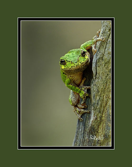 Gray Tree Frog